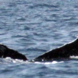 Fluke of CRC-16450