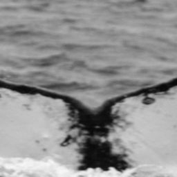 Fluke of SPLASH-470062
