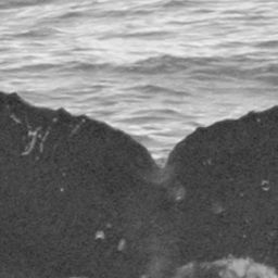 Fluke of SPLASH-470421