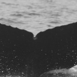 Fluke of SPLASH-470364
