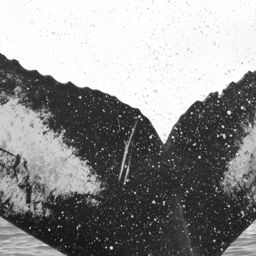 Fluke of Peace and Love Forever