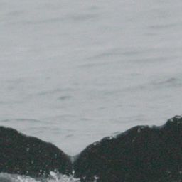 Fluke of SPLASH-470470