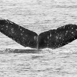 Fluke of CRC-16843