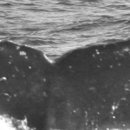 Fluke of SPLASH-470380
