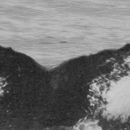 Fluke of SPLASH-470132