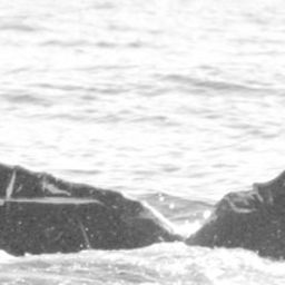 Fluke of SPLASH-430310