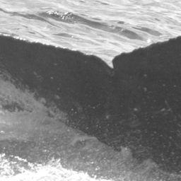Fluke of SPLASH-430285