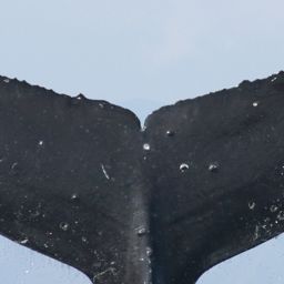 Fluke of CRC-19321