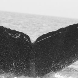 Fluke of SPLASH-530703