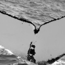Fluke of SPLASH-630028