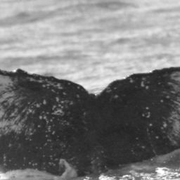 Fluke of SPLASH-470106