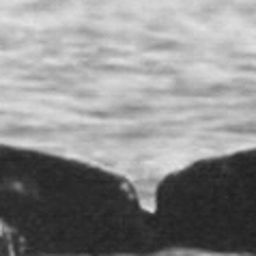 Fluke of SPLASH-530615