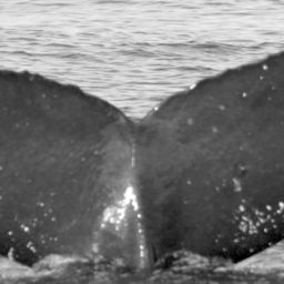Fluke of SPLASH-630650