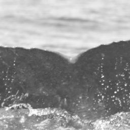 Fluke of SPLASH-430248