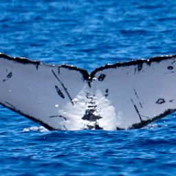 Fluke of EOTW-75_45
