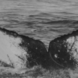 Fluke of HI20-0290
