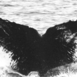 Fluke of SPLASH-530128