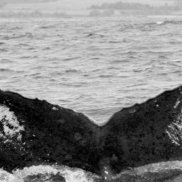 Fluke of SPLASH-630340