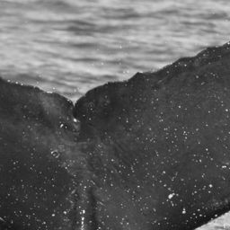 Fluke of CRC-11765