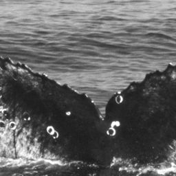 Fluke of CRC-11838