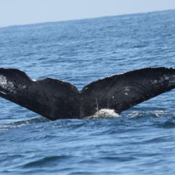 Fluke of CRC-11737