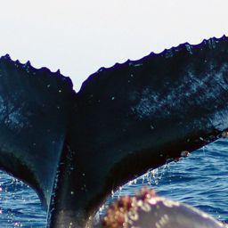 Fluke of CRC-16662