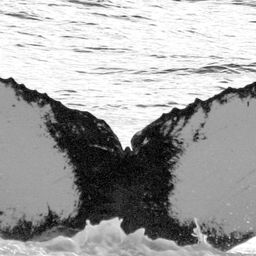 Fluke of SPLASH-630108
