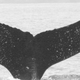 Fluke of CRC-13716