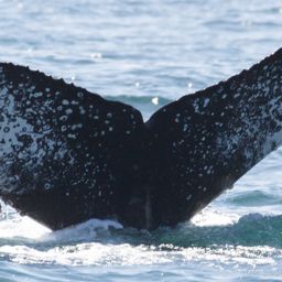 Fluke of CRC-17132