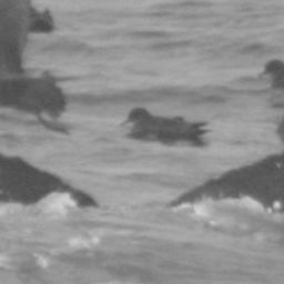 Fluke of SPLASH-570054