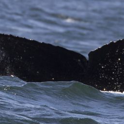 Fluke of CRC-16375