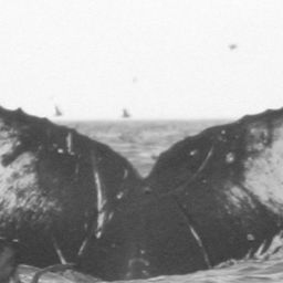 Fluke of SPLASH-570064