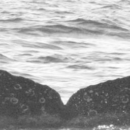 Fluke of SPLASH-520265