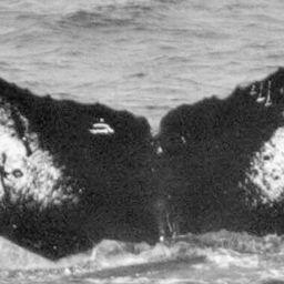 Fluke of SPLASH-620151