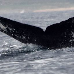 Fluke of CRC-12458
