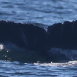 Fluke of 2019-2020 calf of CRC-10603