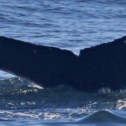 Fluke of CRC-19101