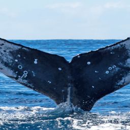 Fluke of HW-MN0522399
