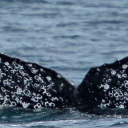 Fluke of HW-MN0522408