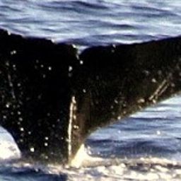 Fluke of PWF-NP_2863