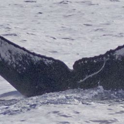 Fluke of PWF-NP_2868