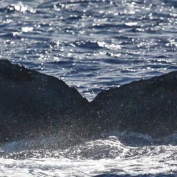 Fluke of PWF-NP_2889