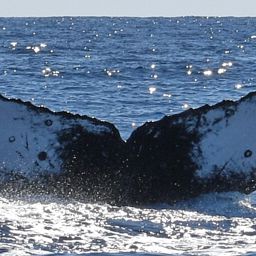 Fluke of PWF-NP_2896
