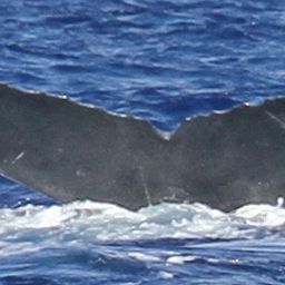 Fluke of PWF-NP_2893