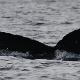 Fluke of BCY0005