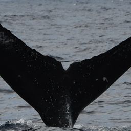 Fluke of PWF-NP_2892