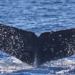 Fluke of PWF-NP_2890