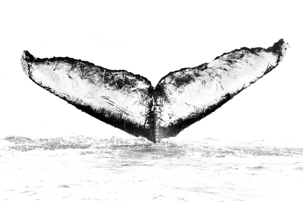 Fluke of Lexus (California)