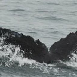 Fluke of CRC-11720