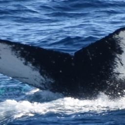 Fluke of HW-MN1300423